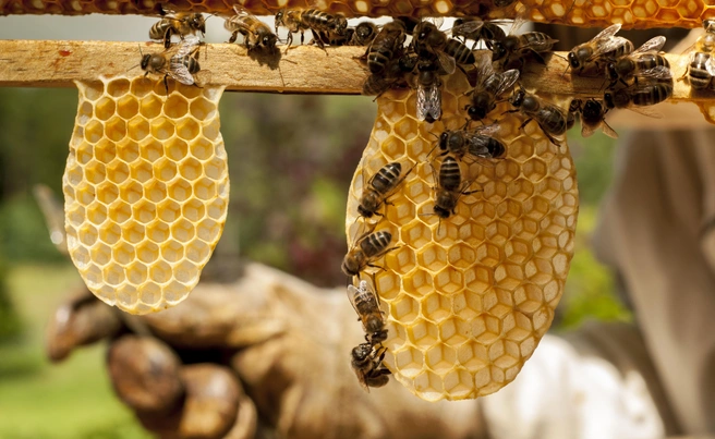 Башкирские пчелы на медовых сотах | ufa1.ru