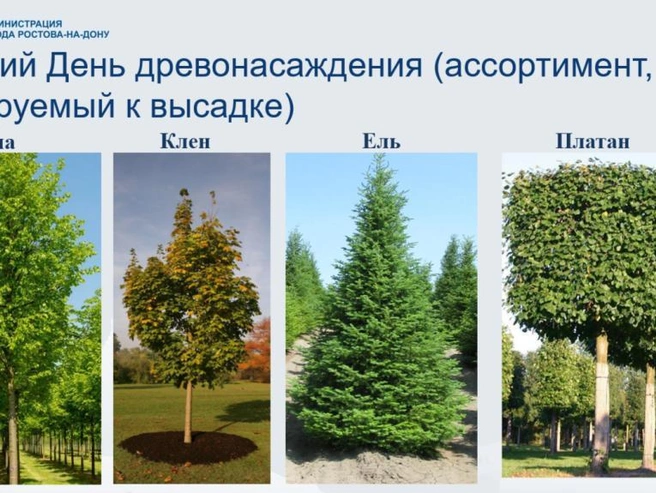 Источник: rostov-gorod.ru