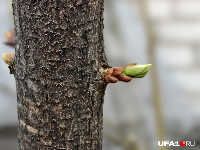 Деревья по-весеннему возбудились | Источник: Булат Салихов / UFA1.RU
