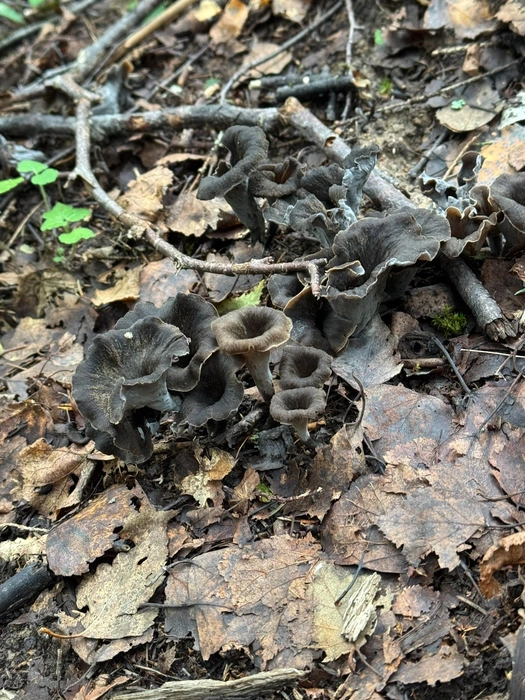 Источник: «Грибы в Подмосковье 2025» / vk.com