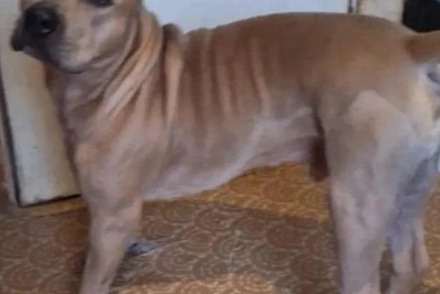 В Сочи отлавливают бездомных собак по заявкам