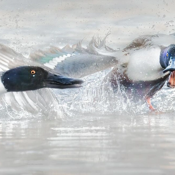 Источник: Esa Mälkönen / Vuoden Luontokuva 2022
