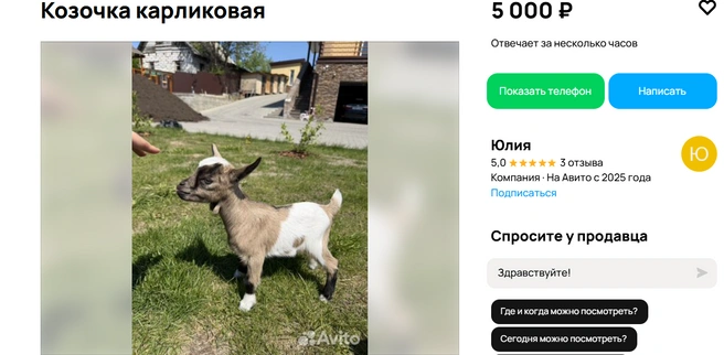 Для любителей коз | Источник: Авито