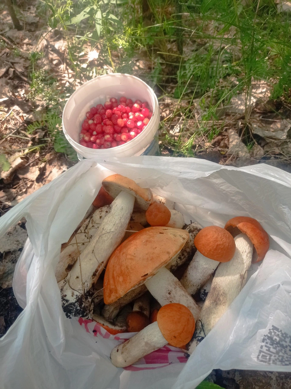 Улов в лесу в районе Рудного  | Источник: «Дары лесов Урала» / Vk.com