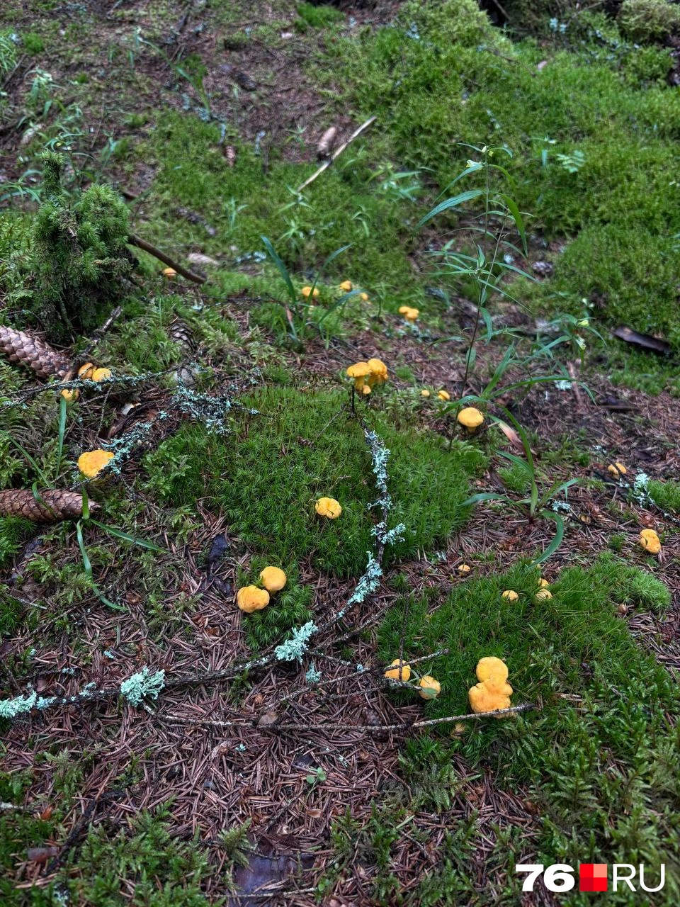 Традиционно лисички растут полянками | Источник: читатель 76.RU