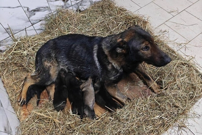 Five puppies born at FSIN kennel in Arkhangelsk