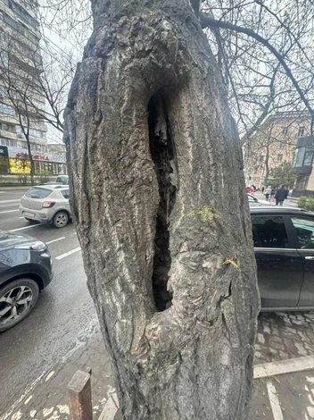 Источник: Бебури Месхи / Telegram.org