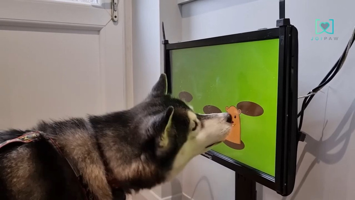 Посмотрите, как собаки увлечены новой компьютерной игрой! Ее придумали для пожилых животных