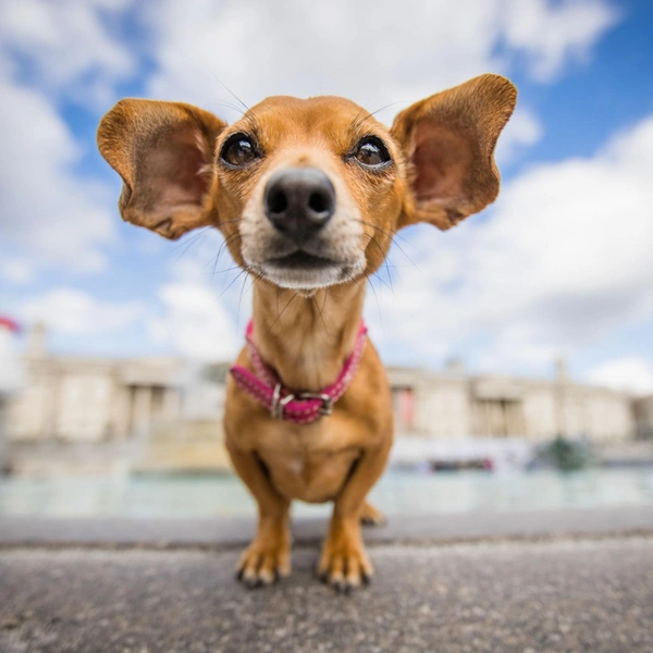 Источник: International Pet Photography Awards