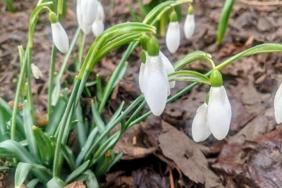 Сочинский нацпарк: штраф до миллиона за дикие цветы