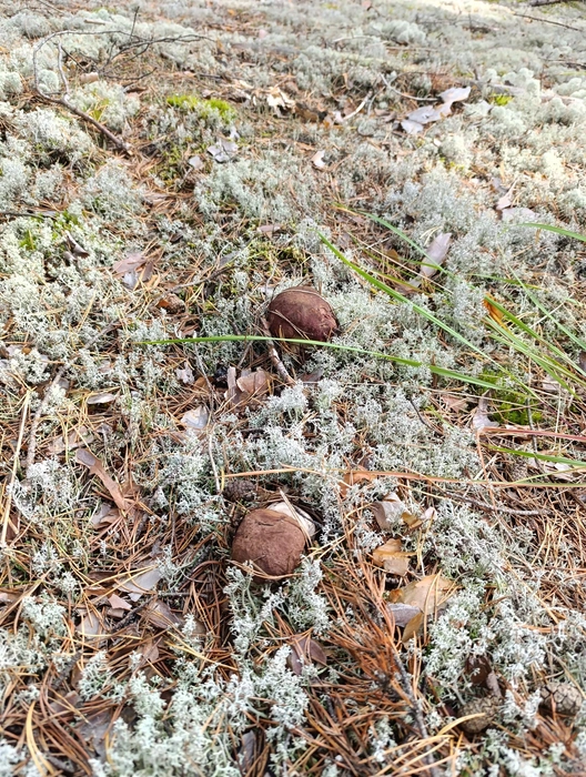 Источник: Татьяна Перевозчикова / Дары лесов Урала. Грибы Екатеринбурга и области / Vk.com