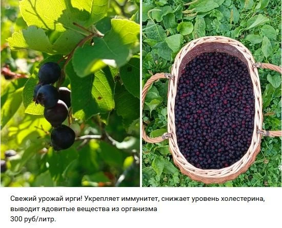 Источник: Мой рынок Архангельск Северодвинск Новодвинск / Vk.com