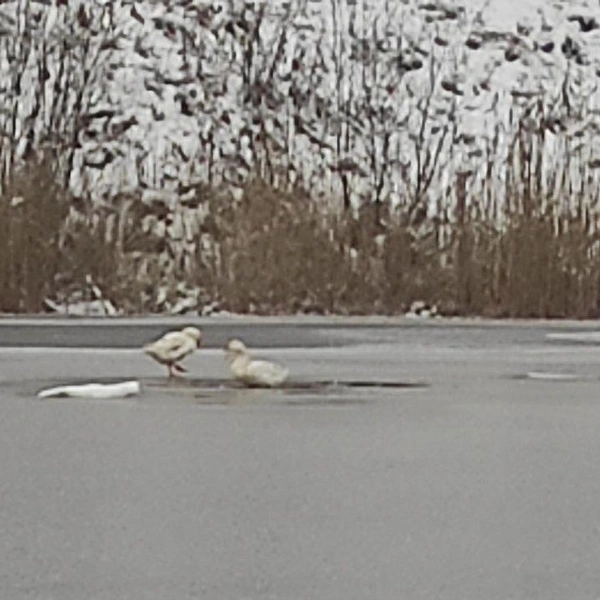 Источник: Кошкиспас / Телеграм