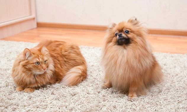 Может ли у кошки или собаки из-за сильного стресса случиться сердечный приступ