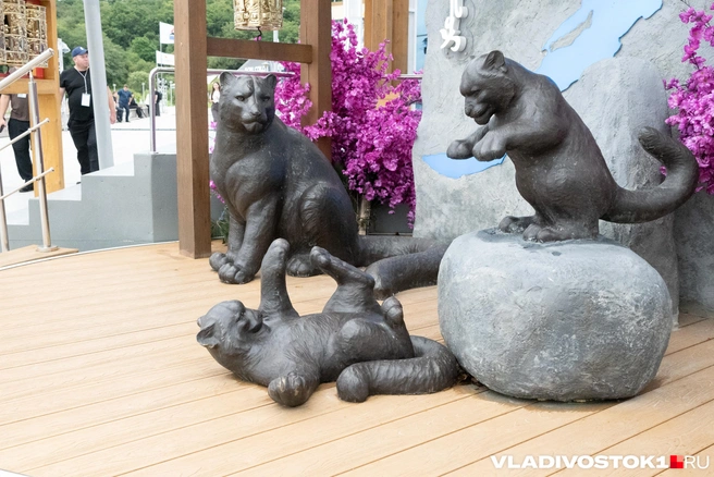 Источник: Елена Буйвол / VLADIVOSTOK1.RU