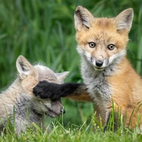 «Мы с Тамарой…»: 10 самых уморительных парных фото животных в истории конкурса Comedy Wildlife Photography Awards