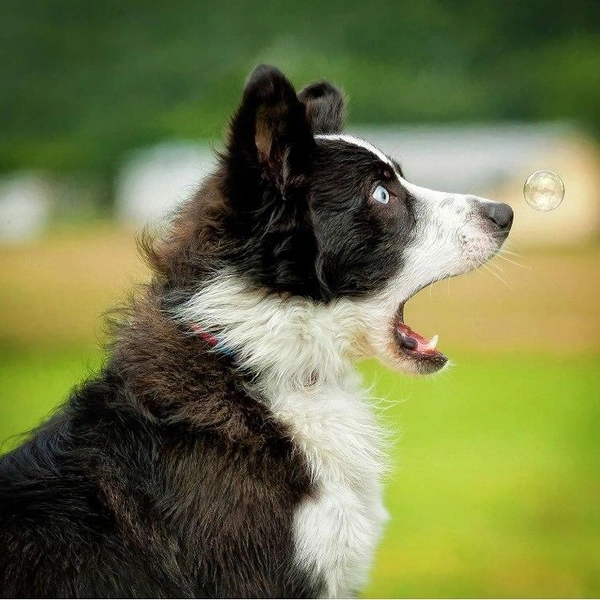 Источник: Connie Fore / @comedypetphoto_awards