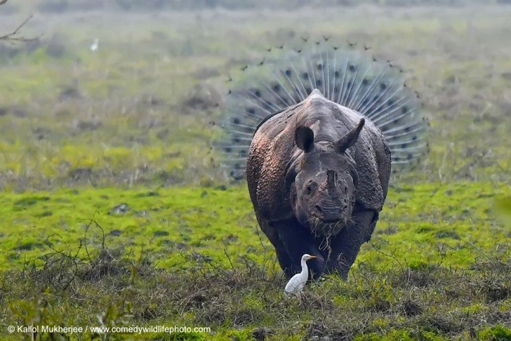 Самые смешные фото слонов и носорогов — победители Comedy Wildlife Photography Awards за всю историю | maximonline.ru