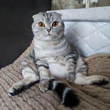 Котик явно удивлён наступившим морозам | Источник: читательница НГС Евгения