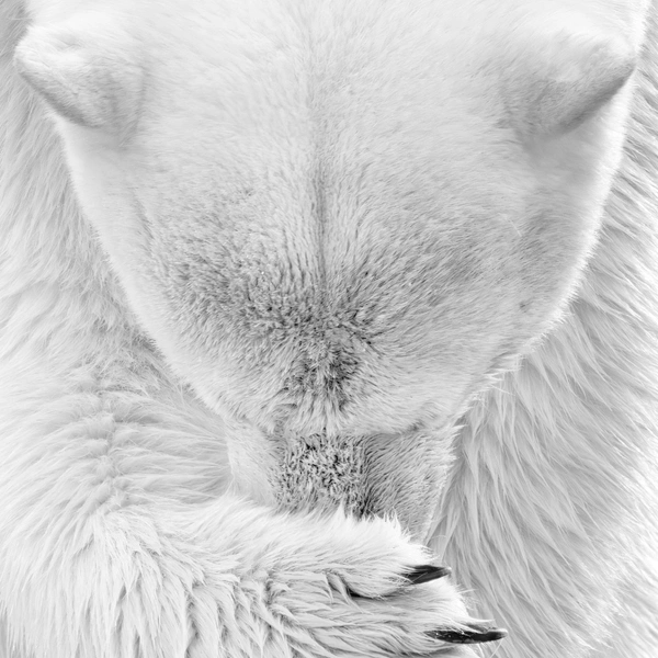 Источник: Grégory POL / International Photography Awards 2025