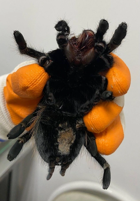 Это прооперированный паук | Источник: TerraLab|герпетолог, ратолог, террариумы|Саратов / Vk.com