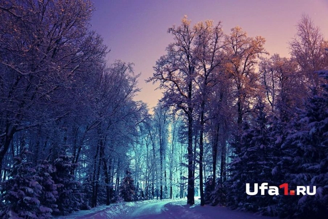 Ночной лес кажется необыкновенно загадочным | ufa1.ru