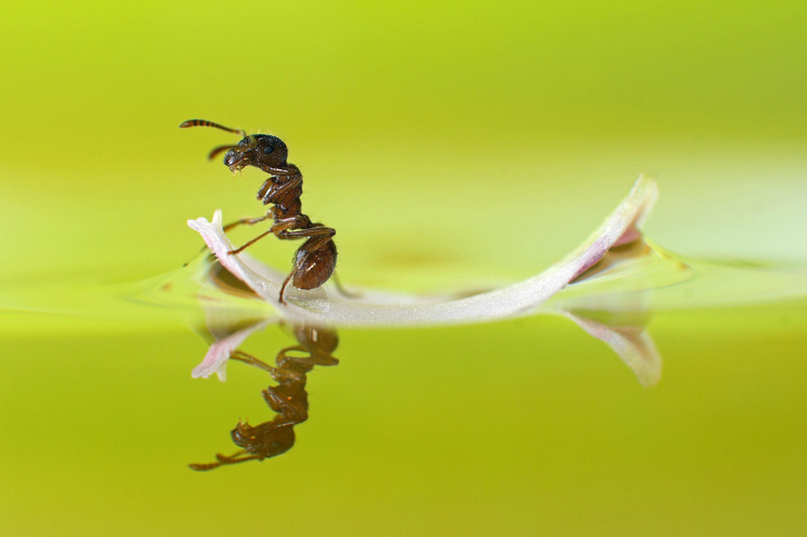 Гениальные инженеры: огненные муравьи строят из собственных тел подвижные плоты
