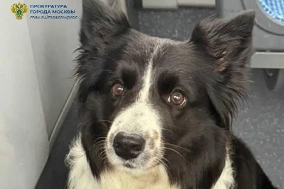 Похититель собаки в Новой Москве обвинен в садизме