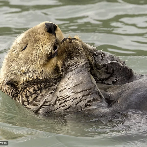 Молитва | Источник: Christine Haines / Comedy Wildlife