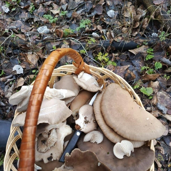 Источник: читатели V1.RU