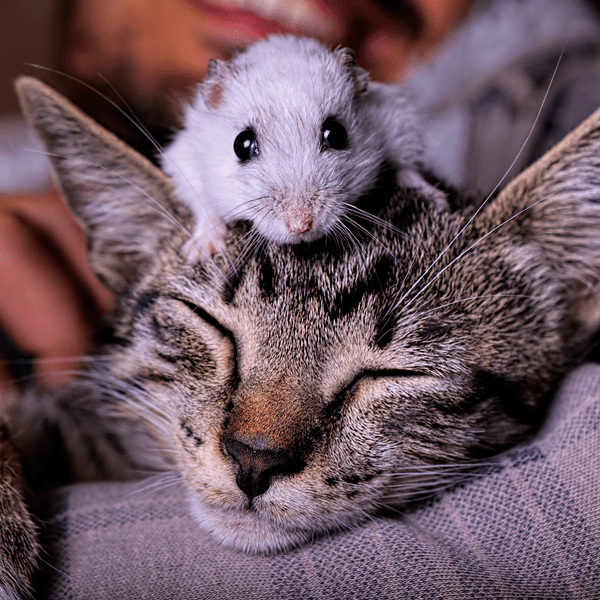 Тест: Кто ты больше — кошка или мышка?