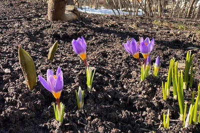 Весенние первоцветы расцвели в Ботаническом саду Петра Великого