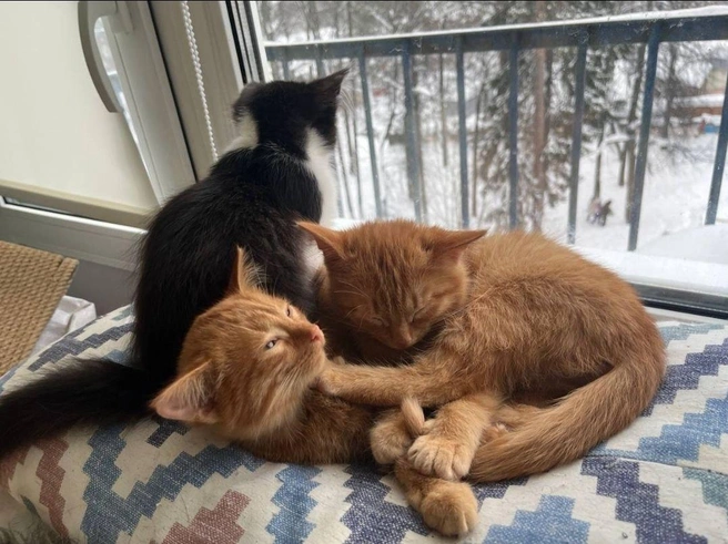 В тепле малыши отогрелись и стали играть  | Источник: Татьяна Юдина