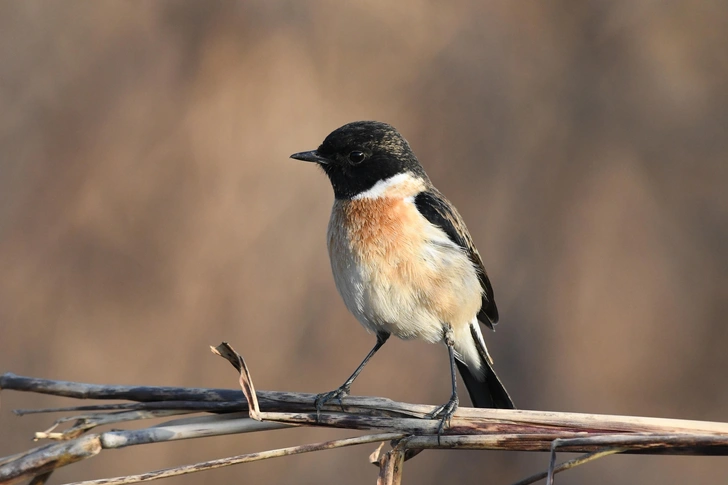 Сибирский черноголовый чекан (Saxicola maurus) | Источник: Shutterstock/Fotodom.ru