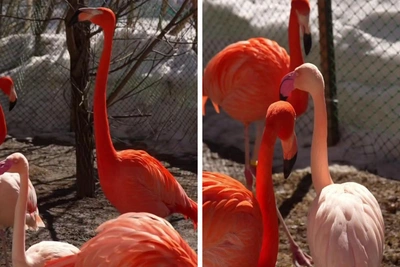 Фламинго в Новосибирске впервые гуляют после зимы