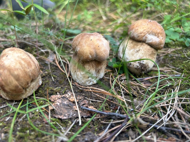 Скоро грибов в лесах будет еще больше | Источник: «Дары лесов Урала. Грибы Екатеринбурга и области» / Vk.com