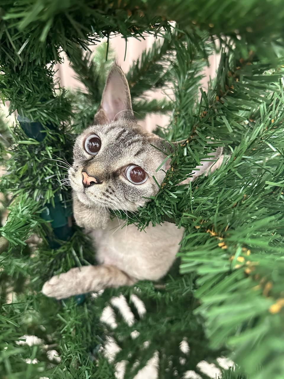 И под елкой, и в елке: как самарские котики и пёсели Новый год встречали — 30 милейших фото