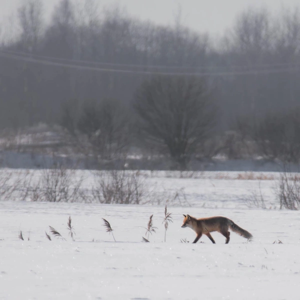 Источник:  Антон Кубышкин / «Грибы и Грибники СПб» 