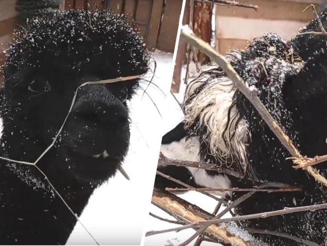 Альпаки заинтересовались растущими рядом деревьями и стали поедать кору. | Источник: «Зоогородок54» / ВКонтакте