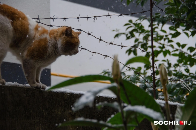 Кота жизнь к такому не готовила | Источник: Оксана Витязь