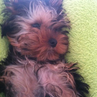 Аватарка minibich