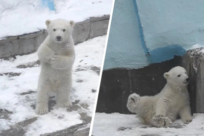 Медвежонок в Новосибирском зоопарке начал ходить
