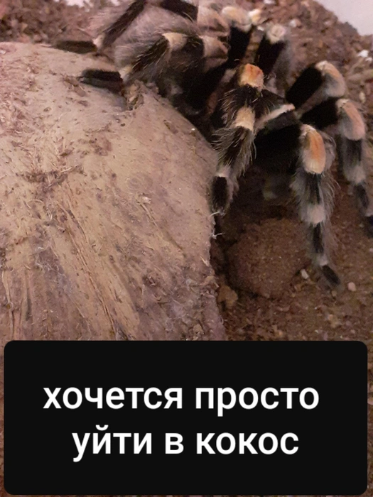 Пауку необходимо укрытие | Источник: из архива Алины