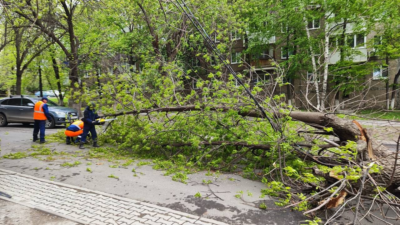 Глава Кировского района Уфы анонсировал вырубку деревьев «критического  возраста» - 6 июня 2024 - УФА1.ру