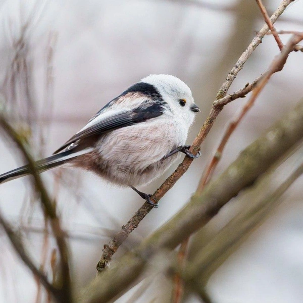 Источник: Станислав Крутоверцев / «Каждой твари по паре» 