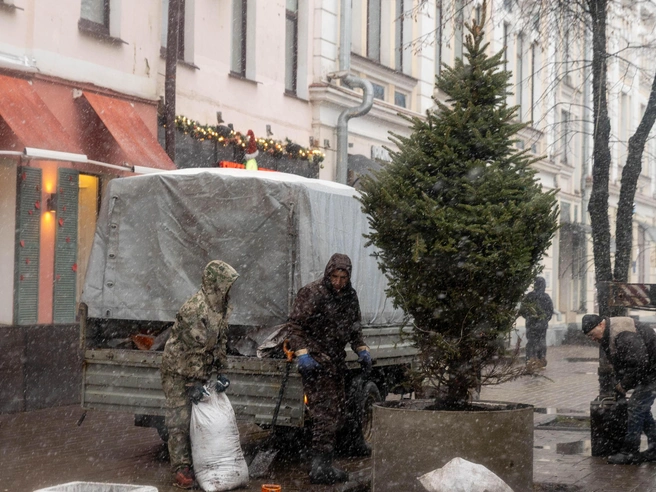 Деревья разместили в бетонных кольцах, которые, вероятно, также декорируют. | Источник: Артем Бауман / 76.RU