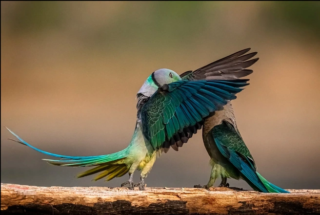 Только не подглядывайте, а то кто вас знает | Источник: Jeetendra Chaware / Nikon Comedy Wildlife Photography Awards 2026