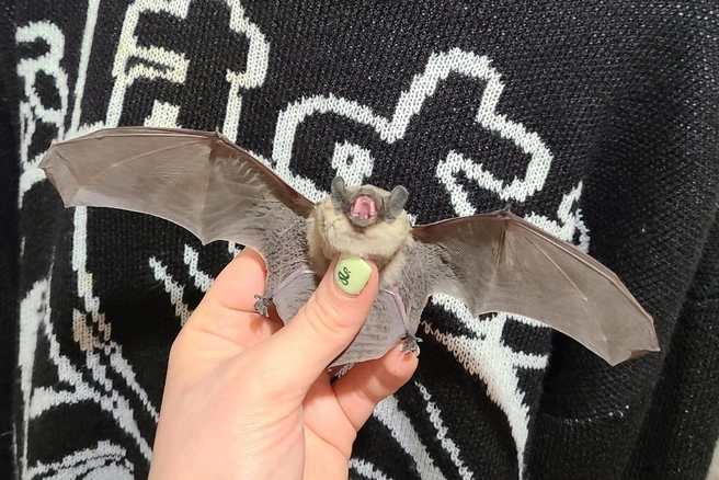 Волонтеры считают, что хотя бы часть колонии летучих мышей еще можно спасти | Источник: «Мудрый Рух // Спасение диких животных Саратов» / Vk.com