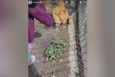 Новая волна критики обрушилась на Меган Маркл из-за курятника