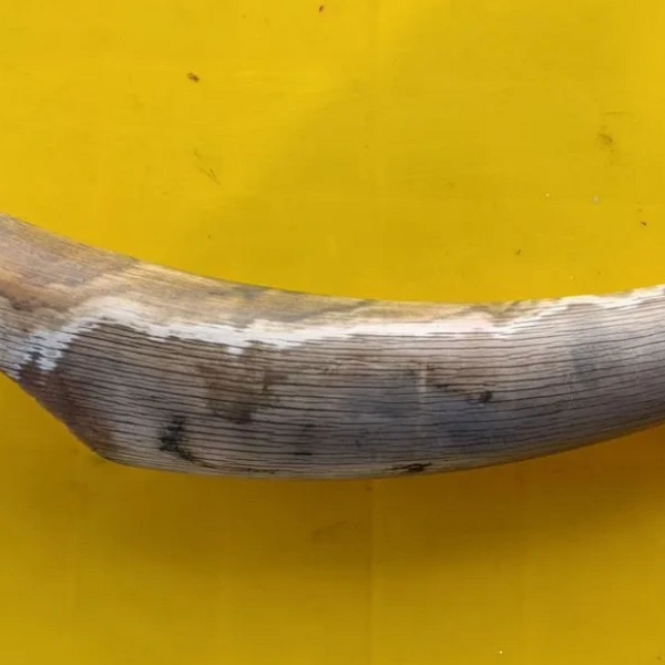 Бивень мамонта | Источник: Avito.ru / yakutsk